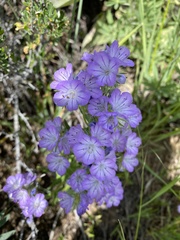 Phacelia linearis
