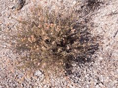Eriogonum fasciculatum polifolium