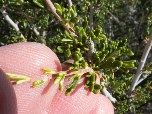 Arizona cliffrose (Purshia ×subintegra)