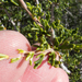 Arizona Cliffrose - Photo (c) Steve Jones, some rights reserved (CC BY-NC), uploaded by Steve Jones