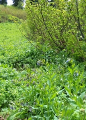 Mertensia paniculata