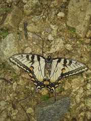 Papilio appalachiensis
