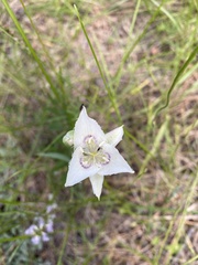 Calochortus lyallii