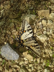 Papilio appalachiensis
