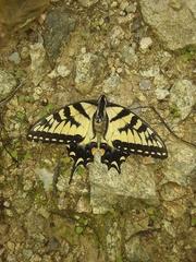 Papilio appalachiensis