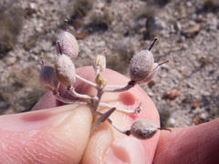 Physaria cinerea