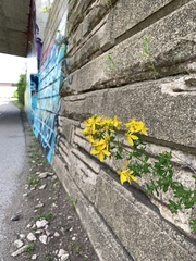 Hypericum perforatum