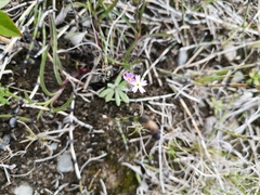 Primula egaliksensis