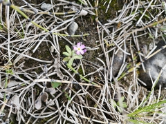 Primula egaliksensis