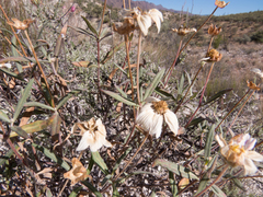 Melampodium leucanthum