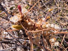 Cuscuta indecora