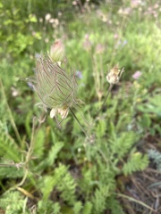 Geum triflorum