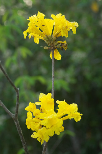 Handroanthus obscurus observed 2020-03-25