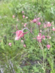 Geum triflorum