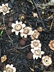 Geastrum
