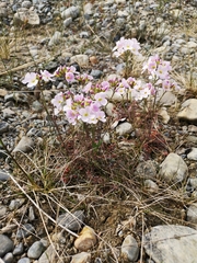 Cardamine polemonioides