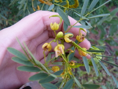 Senna costata