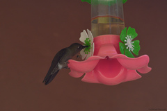 Eupetomena cirrochloris