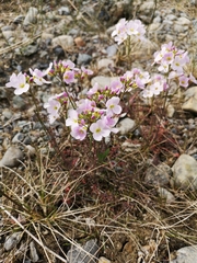 Cardamine polemonioides