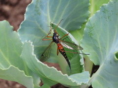 Tanyptera