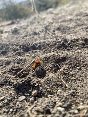 Dasymutilla coccineohirta