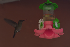 Eupetomena cirrochloris