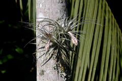 Tillandsia gardneri