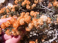 Eriogonum ripleyi