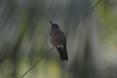 Eupetomena cirrochloris