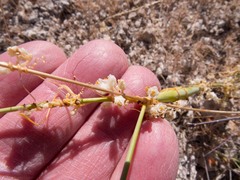 Cuscuta indecora