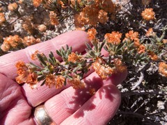 Eriogonum ripleyi