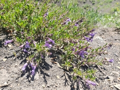 Penstemon caespitosus