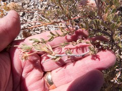 Eriogonum fasciculatum polifolium