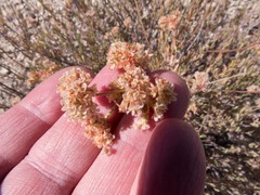 Eriogonum fasciculatum polifolium
