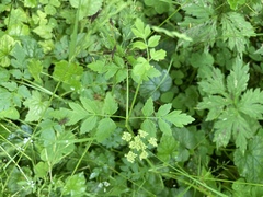Osmorhiza occidentalis