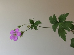 Geranium sylvaticum