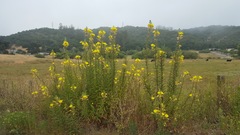 Oenothera elata hookeri