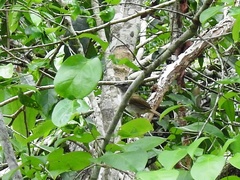 Arremonops chloronotus