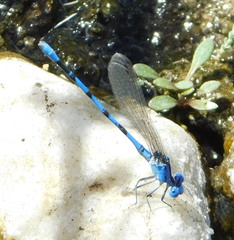Argia nahuana