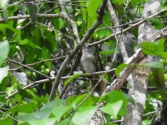 Arremonops chloronotus