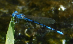 Argia nahuana