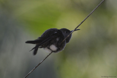 Eupetomena cirrochloris