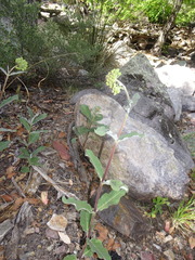 Asclepias hypoleuca