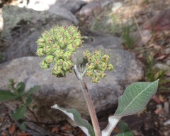 Asclepias hypoleuca