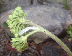 Asclepias hypoleuca