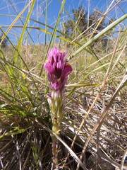 Castilleja exserta exserta
