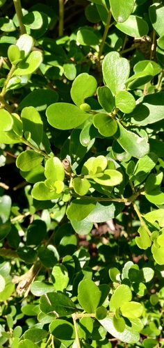 Melicytus orarius, photograph 5