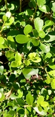Melicytus orarius, photograph Joe Dillon, CC BY, iNaturalist via GBIF