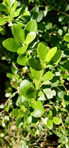 Melicytus orarius, photograph 6