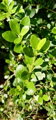 Melicytus orarius, photograph Joe Dillon, CC BY, iNaturalist via GBIF
